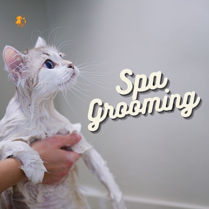 Spa Grooming Mèo