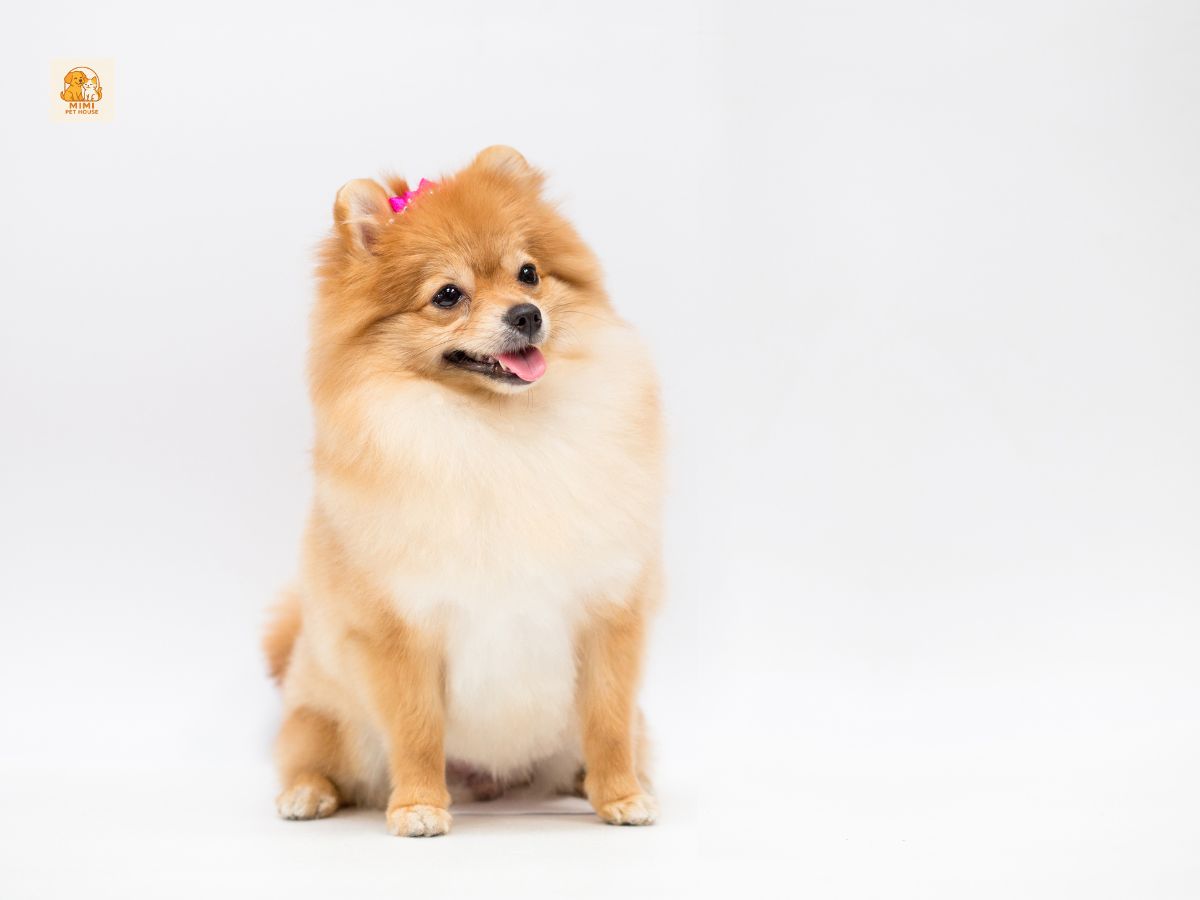 10+ Sản Phẩm Cho Chó Bạn Nhất Định Phải Có Khi Mới Nuôi