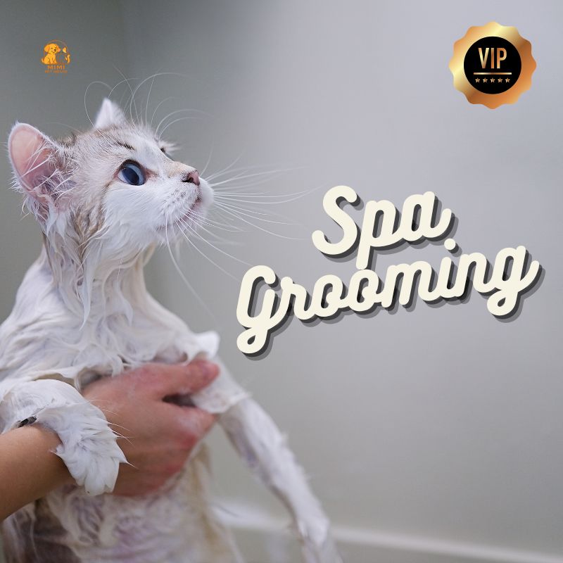 Vip Spa Grooming Mèo