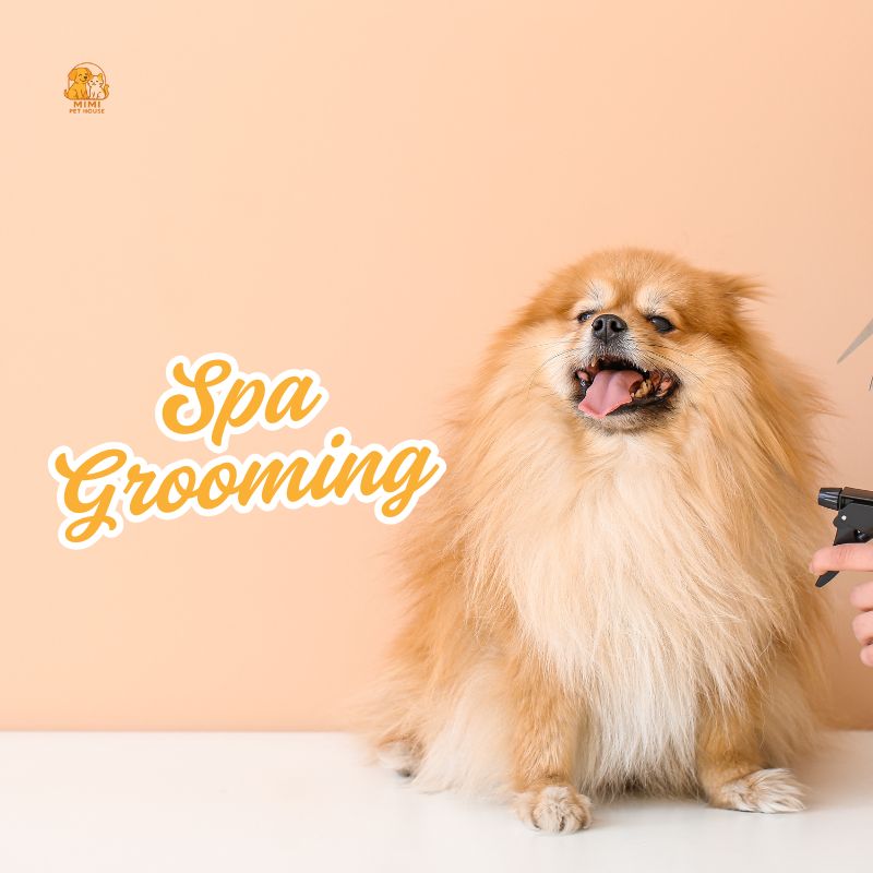 Spa Grooming Chó